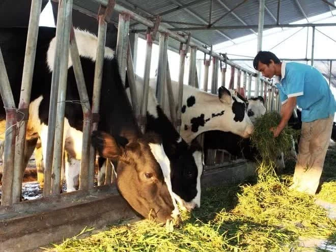 Trang trại chăn nuôi bò sữa của hộ nông dân.