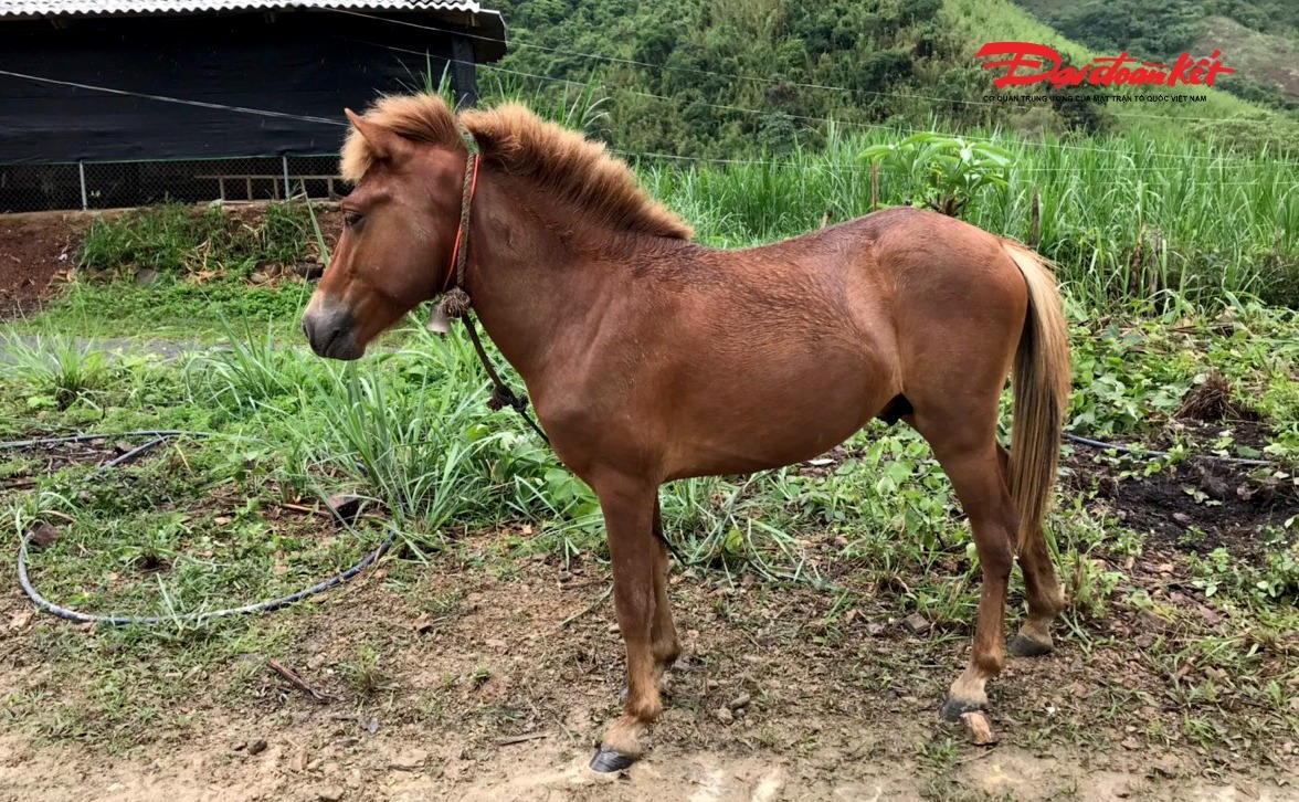 Cũng theo nhà nghiên cứu Trần Mạnh Cường, ngoài chiến chinh, ngựa xuất hiện dày đặc trong thơ đi sứ, đi trấn nhậm một mảng rất phong phú của văn học trung đại Việt Nam.