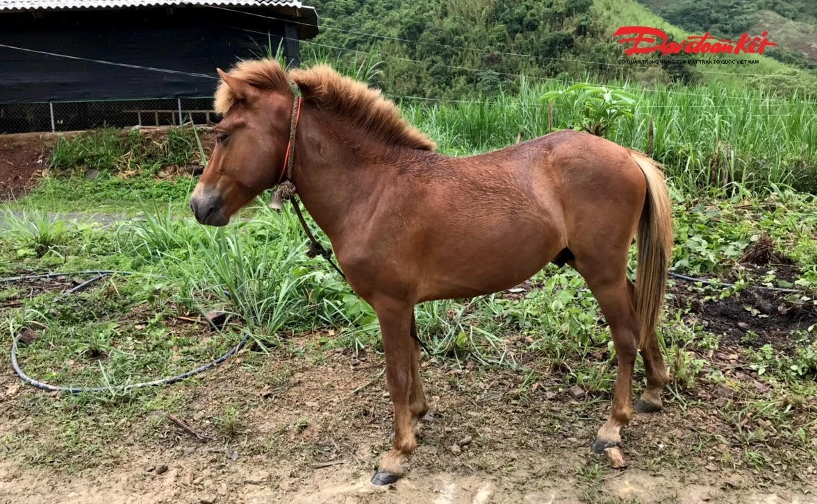 Cũng theo nhà nghiên cứu Trần Mạnh Cường, ngoài chiến chinh, ngựa xuất hiện dày đặc trong thơ đi sứ, đi trấn nhậm một mảng rất phong phú của văn học trung đại Việt Nam.