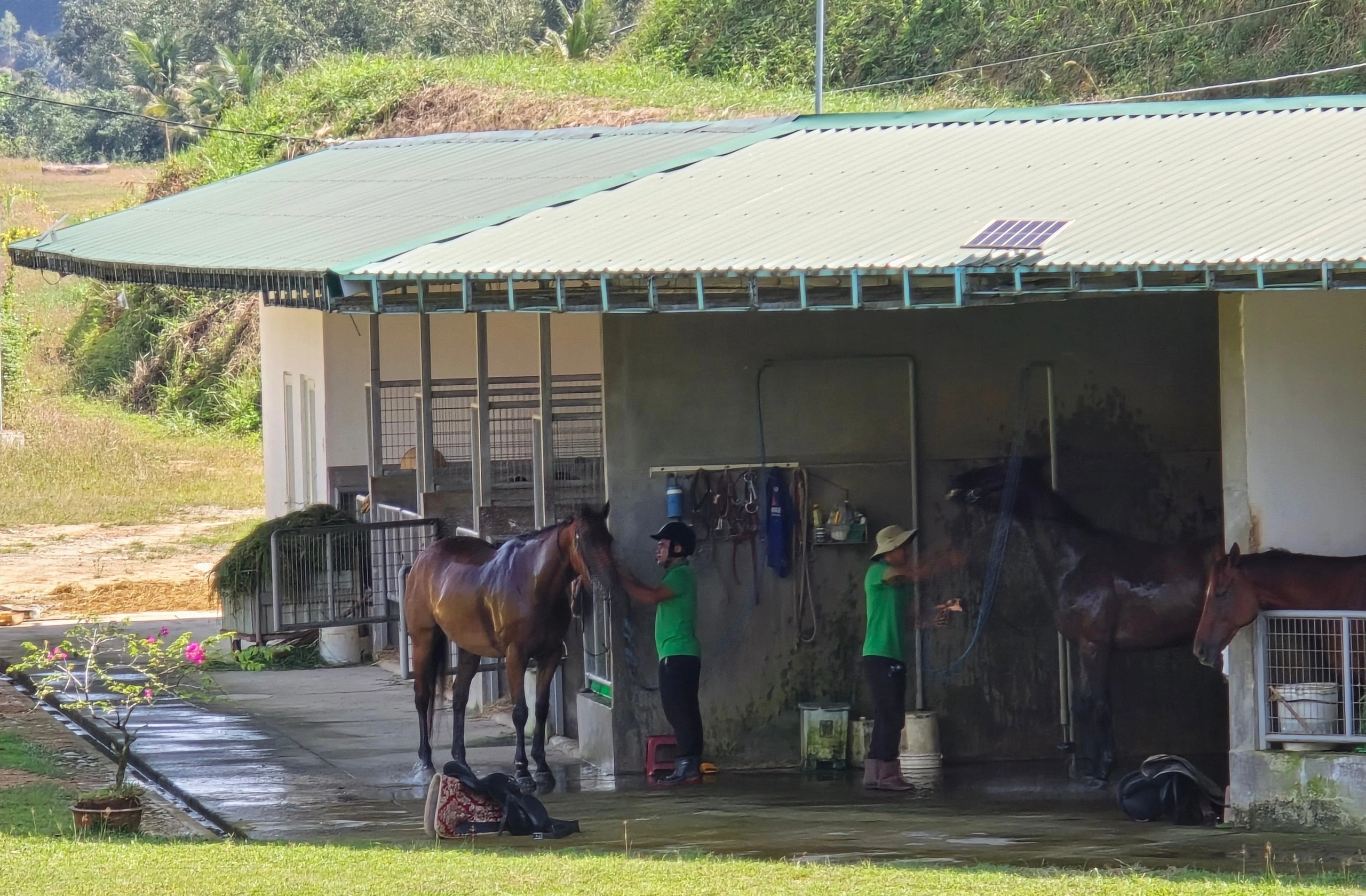 Sau mỗi buổi tập luyện, các chú ngựa đều được đưa về tắm rửa, chăm sóc và hồi phục theo quy trình chuyên nghiệp.