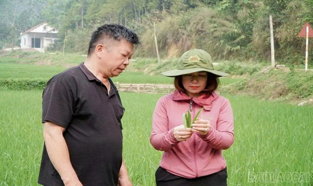 baolaocai-br_1785809874854-1569625313268706994-558153520131459780-97d63bba7f7f9dd8514db738ae6f2f70.jpg