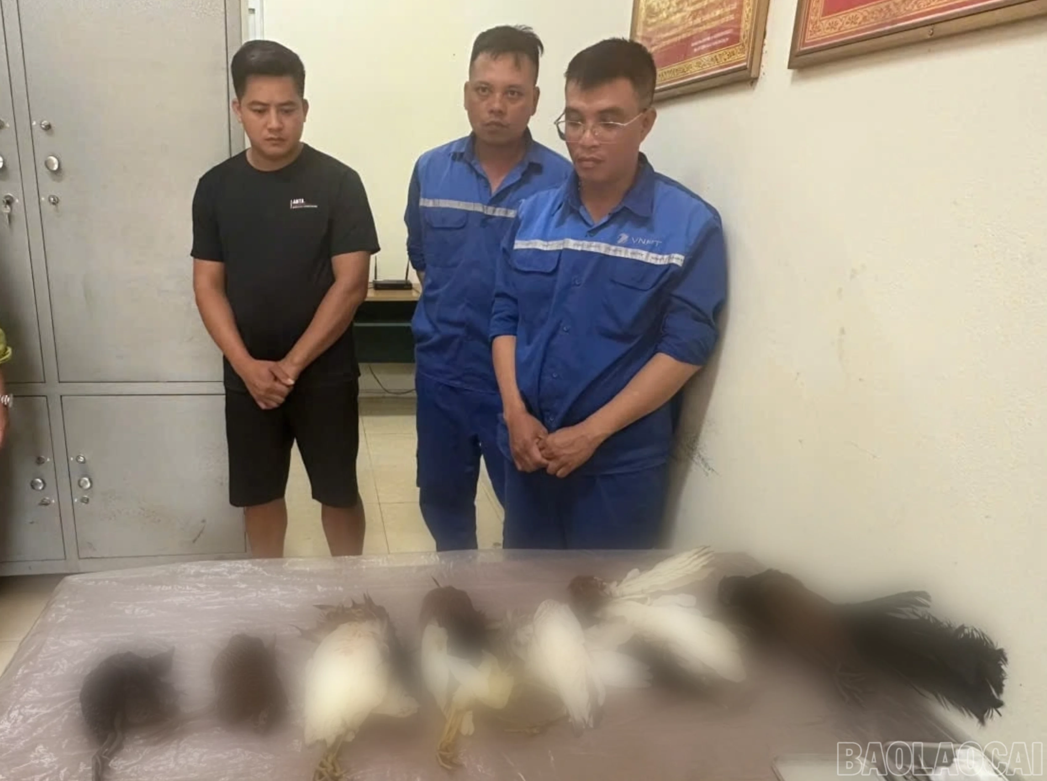 03 đối tượng liên quan vụ sử dụng súng hơi tự chế săn bắn chim trái phép cùng số chim đã săn bắn được.