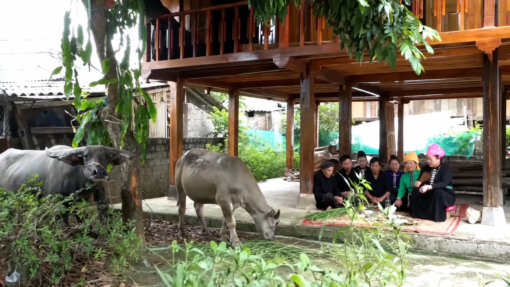 baolaocai-br_nghi-le-cung-via-trau-the-hien-su-tran-trong-doi-voi-con-vat-gan-bo-voi-doi-song-va-lao-dong-san-xuat-cua-dong-bao-thai-854.png