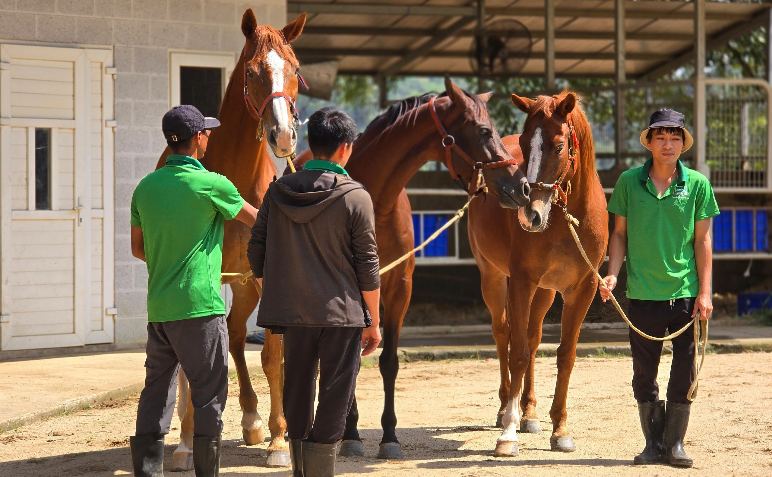 Trong đó, Trường đua ngựa Thiên Mã được xây dựng trên diện tích gần 70ha. Trường đua này đang sở hữu hơn 30 tuấn mã, mỗi con đều được đặt tên riêng và huấn luyện theo lộ trình chuyên biệt.