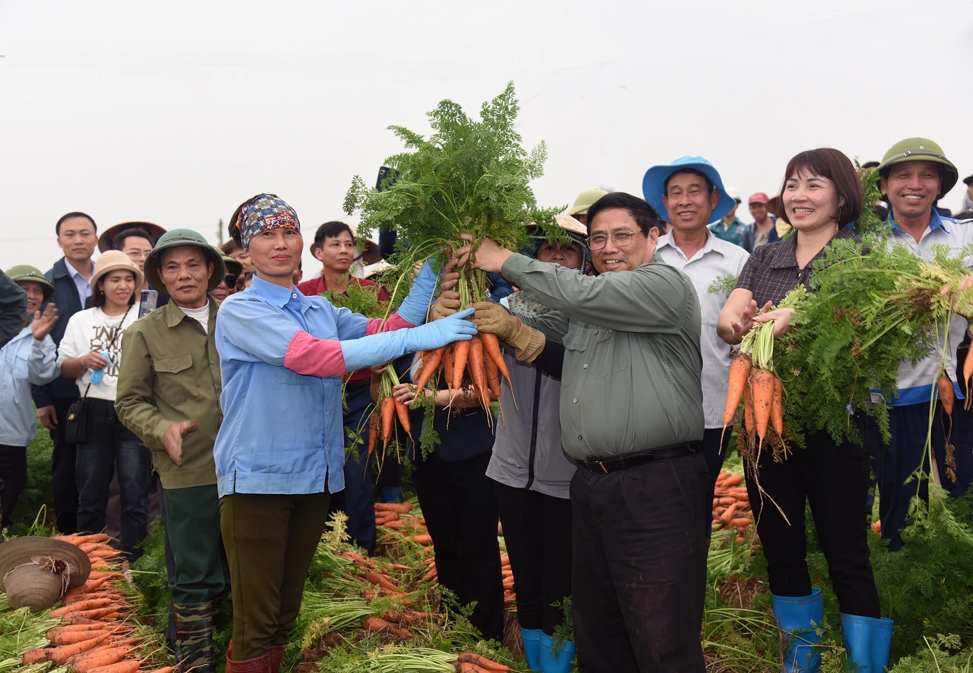 Thủ tướng Chính phủ Phạm Minh Chính thu hoạch cà-rốt cùng nông dân tỉnh Hải Dương-nay là thành phố Hải Phòng, chiều 15/2/2024. (Ảnh: TRẦN HẢI)