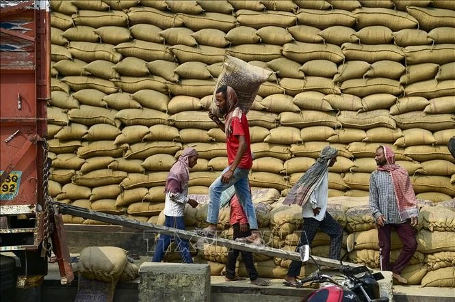 Công nhân vận chuyển gạo tại nhà kho ở Jalandhar, Ấn Độ.