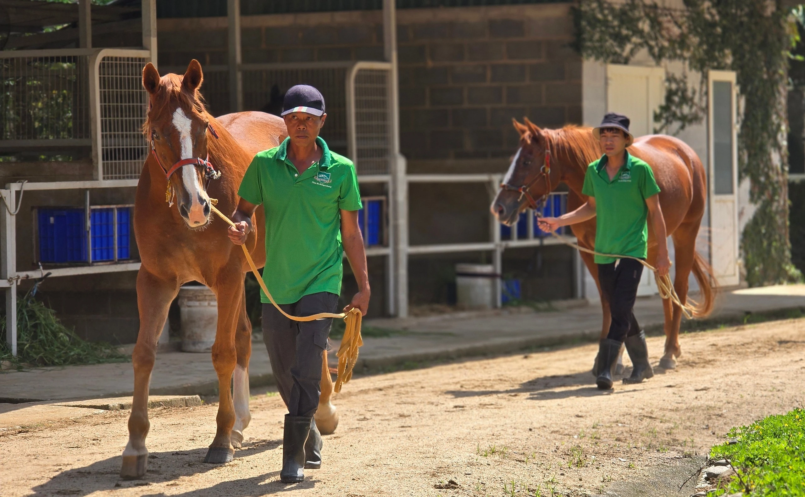 Ngựa tại đây được chăm sóc theo chế độ đặc biệt, phù hợp với tập tính từng cá thể, có huấn luyện viên và người chăm sóc riêng.