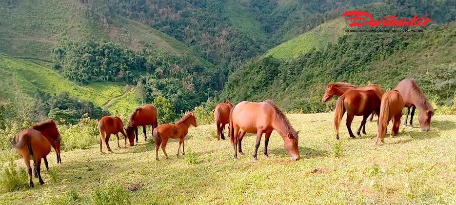 Ngựa giúp văn chương Việt nối vào mạch biểu tượng Đông Á (thiên lý mã, sứ lộ, dịch quán, biên tái), nhưng vẫn giữ giọng riêng.