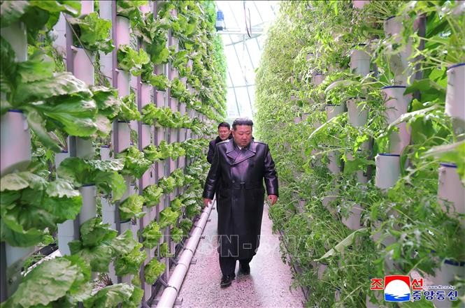 Nhà lãnh đạo Triều Tiên Kim Jong Un tham quan trang trại nhà kính ở Sinuiju, Triều Tiên, ngày 1/2/2026.