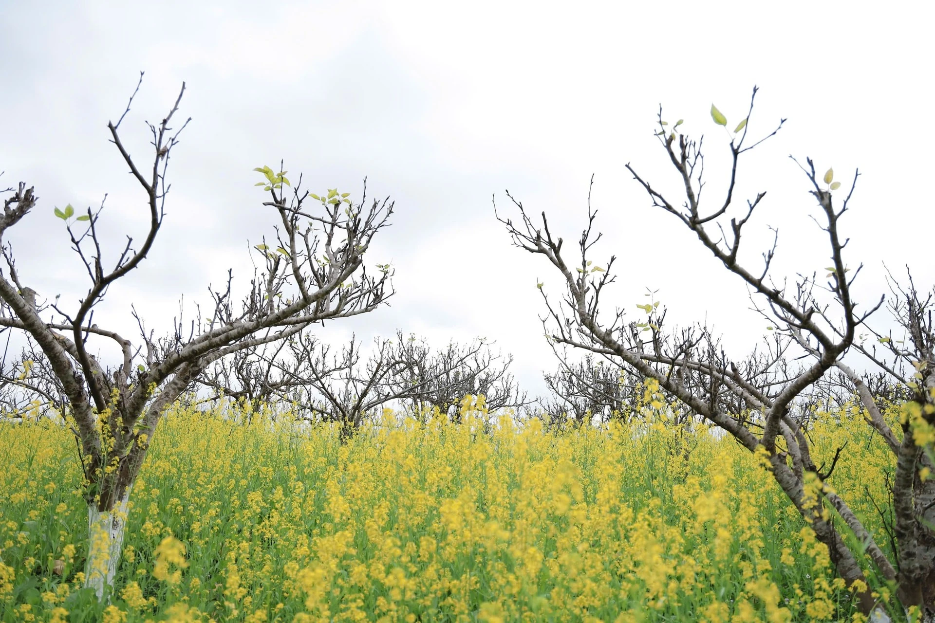 Cùng với hoa mận, hoa lê, hoa cải vàng ở Bắc Hà thường nở rộ vào đầu xuân, tạo nên những thảm vàng rực rỡ.