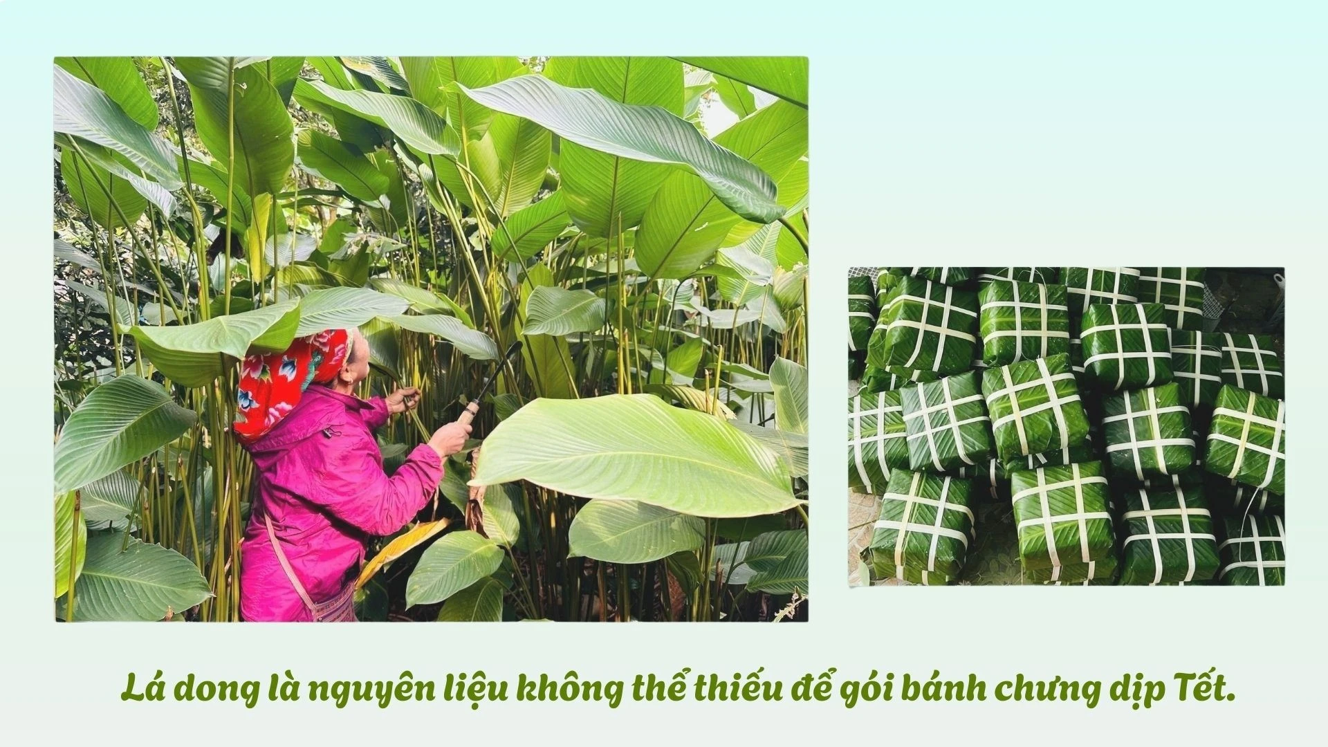 la-dong-la-nguyen-lieu-khong-the-thieu-de-goi-banh-chung-dip-tet.jpg