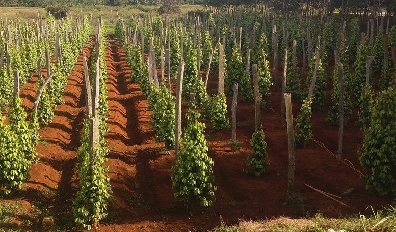 Nhiều sản phẩm nông sản Việt đang hướng đến các mục tiêu phát triển bền vững.