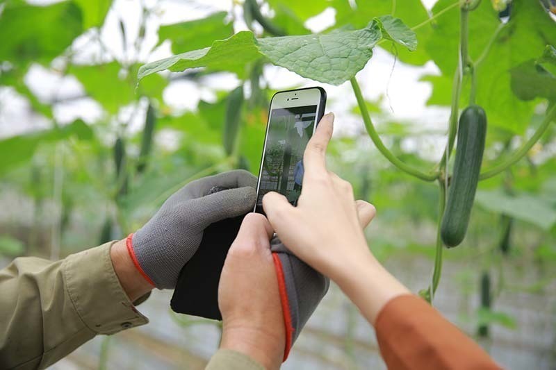 Việc xây dựng câu chuyện sản phẩm đang trở thành một phương thức nâng cao giá trị nông sản.