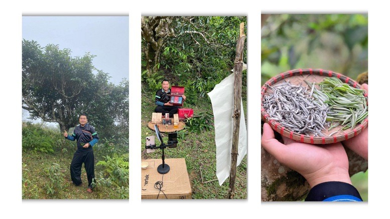 Nhờ nền tảng số, thương hiệu trà Shan tuyết cổ thụ Phình Hồ được đưa lên các sàn thương mại điện tử và đã xuất khẩu sang các nước như Hàn Quốc, Nhật Bản, Mỹ.