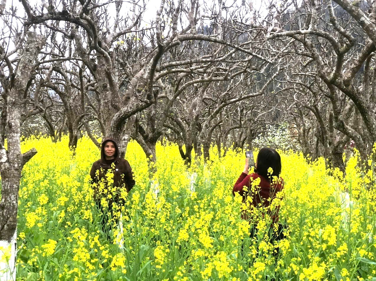 Đến với thung lũng hoa Bắc Hà, bạn sẽ được khám phá hàng trăm gốc hoa khoe sắc rực rỡ. Nổi bật trong số đó là những loài hoa mang đậm nét đặc trưng của Tây Bắc như: Hoa lê, hoa mận, hoa đào…