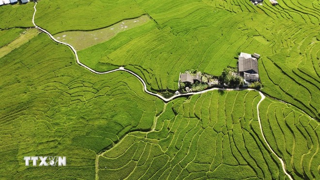 Bản làng thanh bình giữa mùa lúa xanh ở Tả Van.