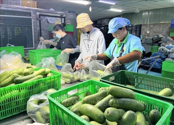 Công nhân Hợp tác xã Nông nghiệp Mỹ Thạnh (tỉnh Tây Ninh) chuẩn bị hàng cung ứng cho thị trường mỗi ngày.