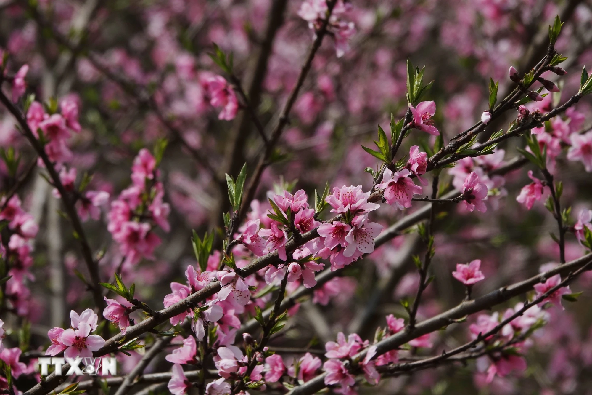 Vẻ đẹp quyến rũ của hoa đào ở Lùng Cúng, Mù Cang Chải.