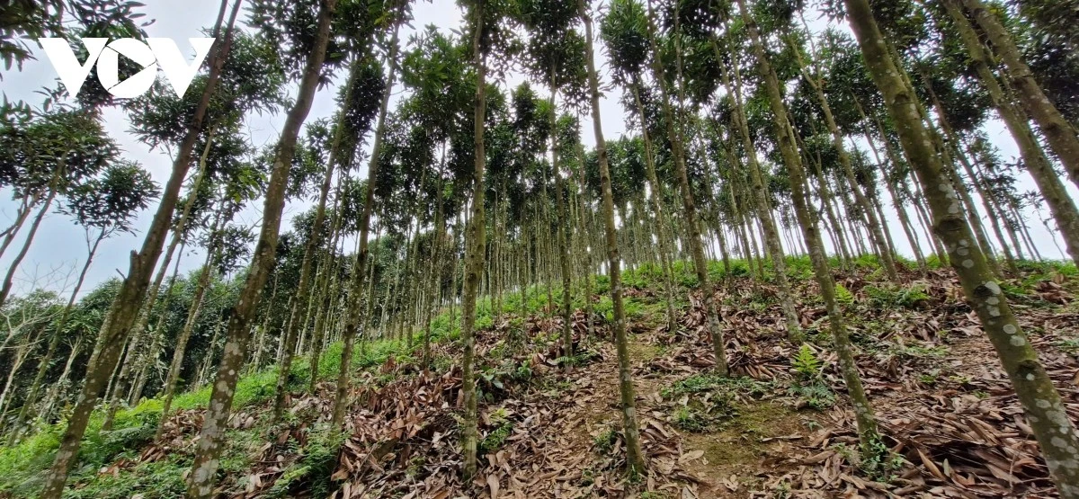 Cây quế đã và đang trở thành cây trồng nông - lâm nghiệp chủ lực của tỉnh Yên Bái trước đây - nay là Lào Cai.