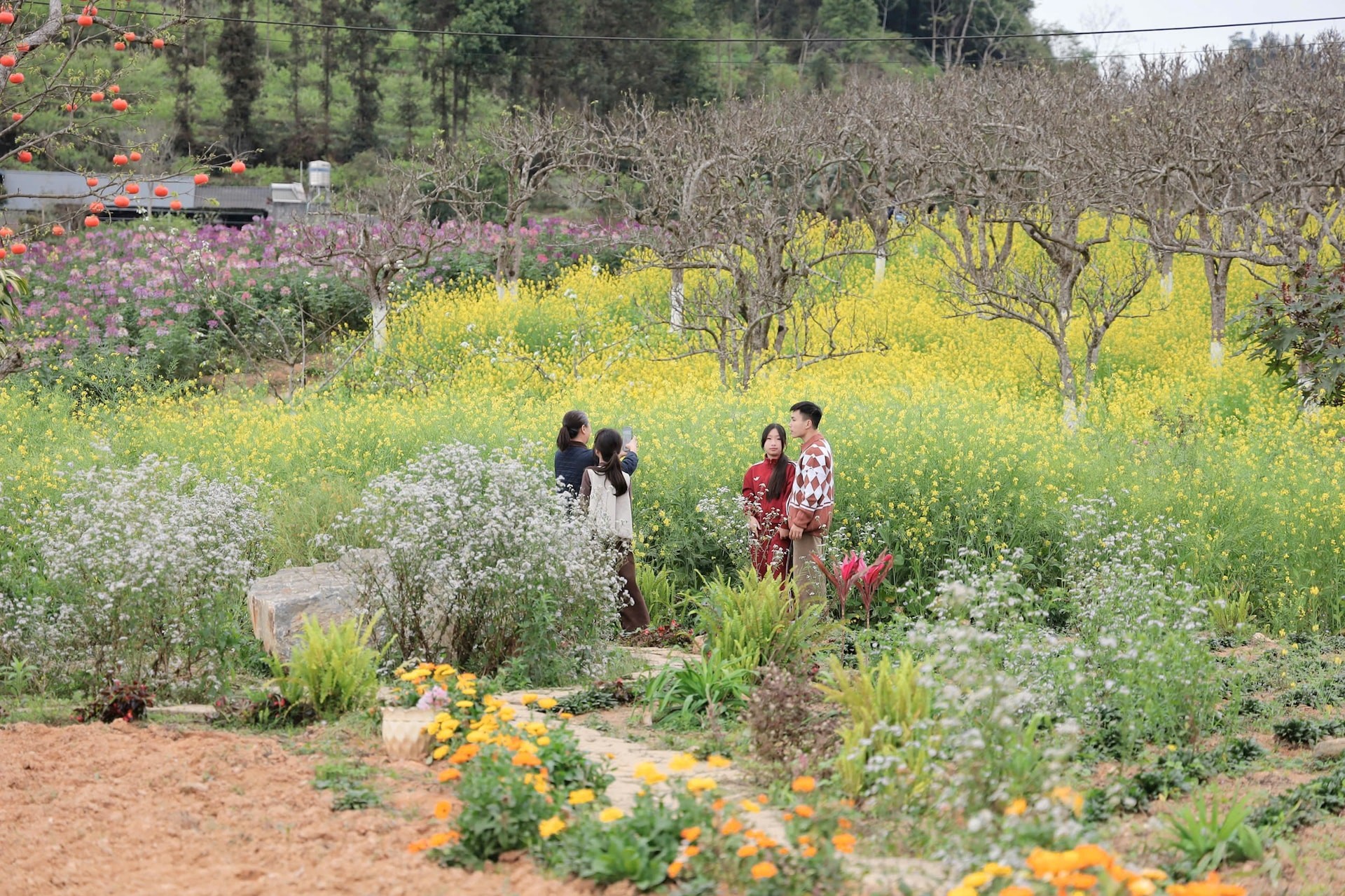 Những vườn cải tại Hoàng Thu Phố, Tả Van Chư và khu vực Trại rau quả Bắc Hà là điểm check-in hấp dẫn du khách.