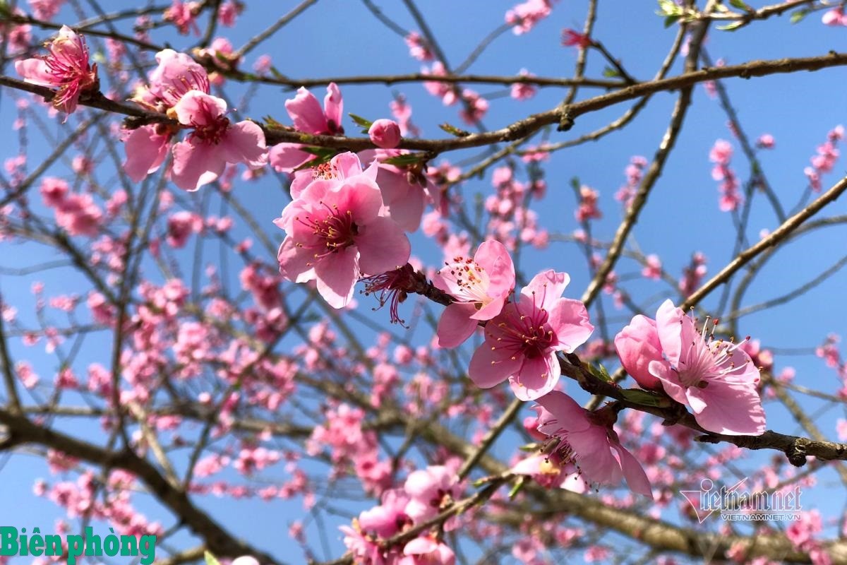 Đào rừng khoe sắc.