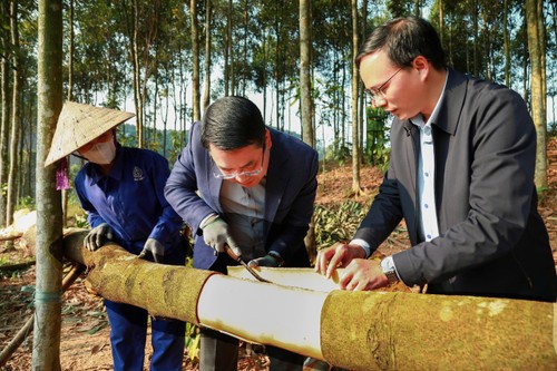 Đồng chí Nguyễn Tuấn Anh, Phó Bí thư Tỉnh ủy, Chủ tịch Ủy ban nhân dân tỉnh (giữa) kiểm tra chất lượng quế tại xã Trấn Yên.