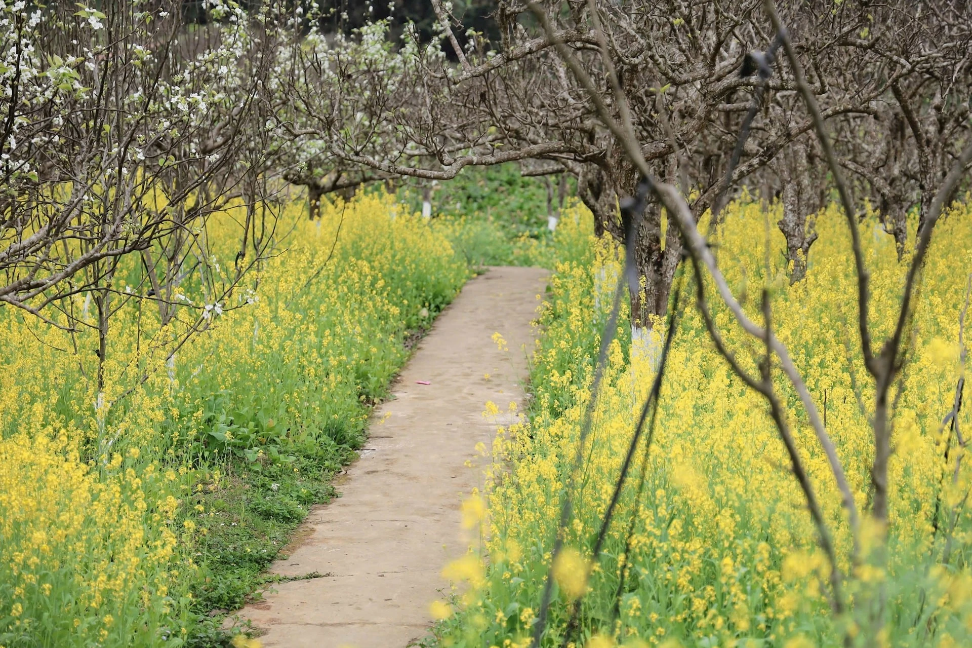 Hoa cải được trồng dưới gốc lê, mận không đơn thuần để lấy hạt, mà còn tạo thêm điểm nhấn thu hút khách du lịch.