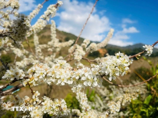 Giữa tiết trời đầu xuân, sắc trắng hoa mận nổi bật trên nền trời xanh, mang vẻ đẹp mộc mạc mà quyến rũ.