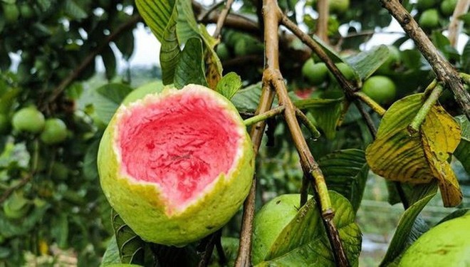 Trái cây bị dơi cắn.