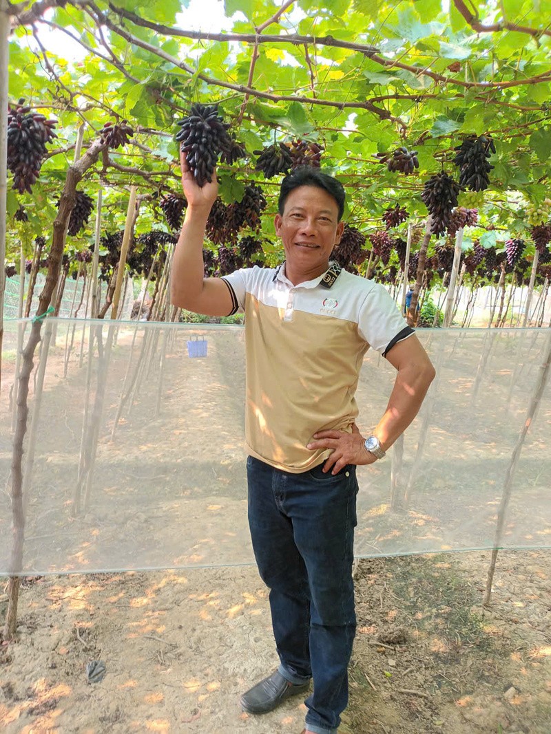 Ông Trần Cao Tiên tại vườn nho của Hợp tác xã kinh doanh dịch vụ Xuân Hải.