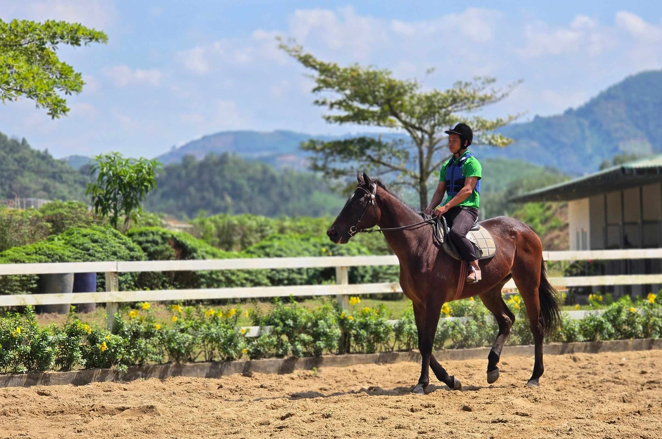 Mỗi chú ngựa đều có chế độ tập luyện và dinh dưỡng riêng.