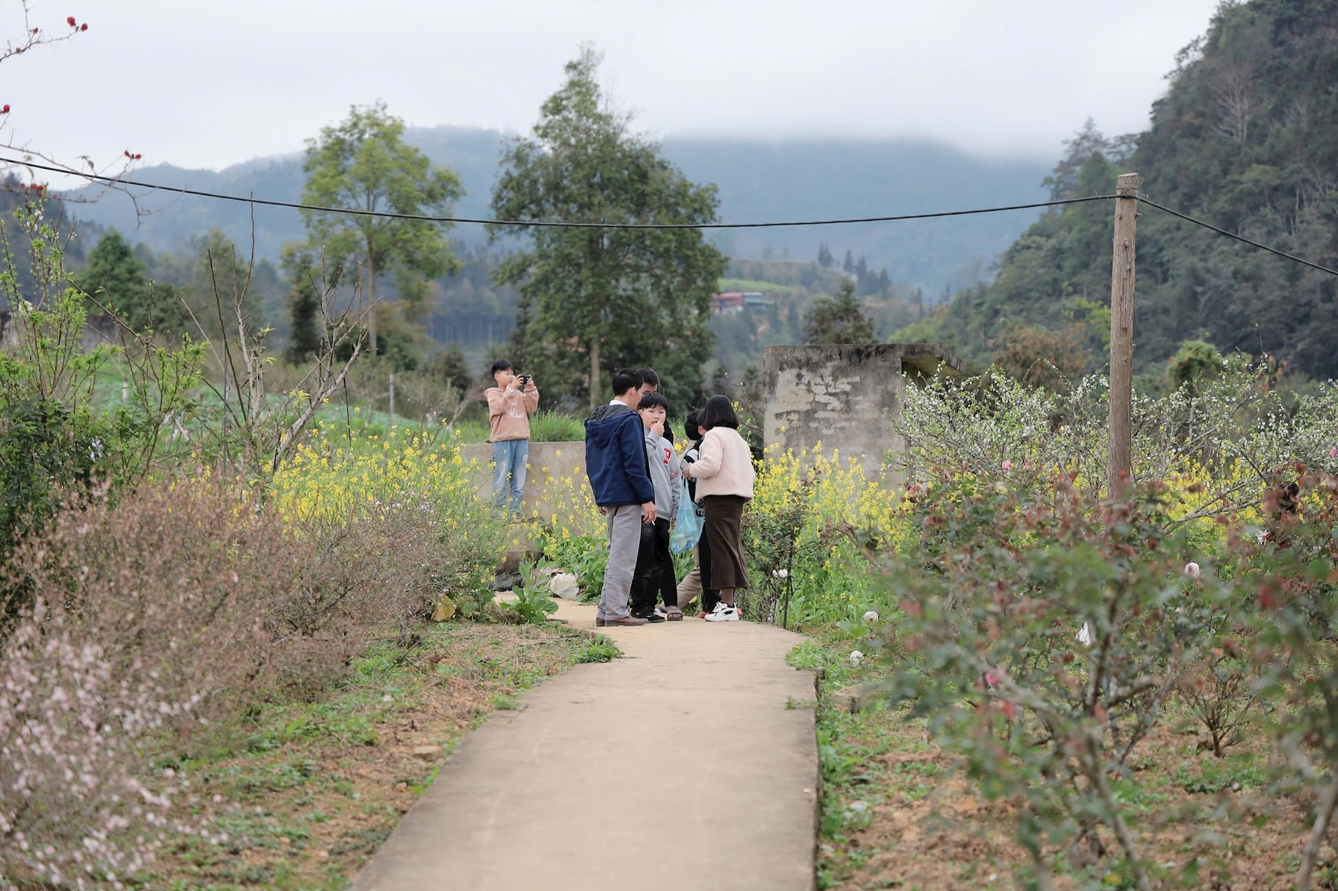 Xã Bắc Hà, những ngày đầu xuân mới Bính Ngọ 2026 rực rỡ sắc hoa, đặc biệt là màu trắng tinh khôi của hoa mận, hoa lê, sắc vàng hoa cải.