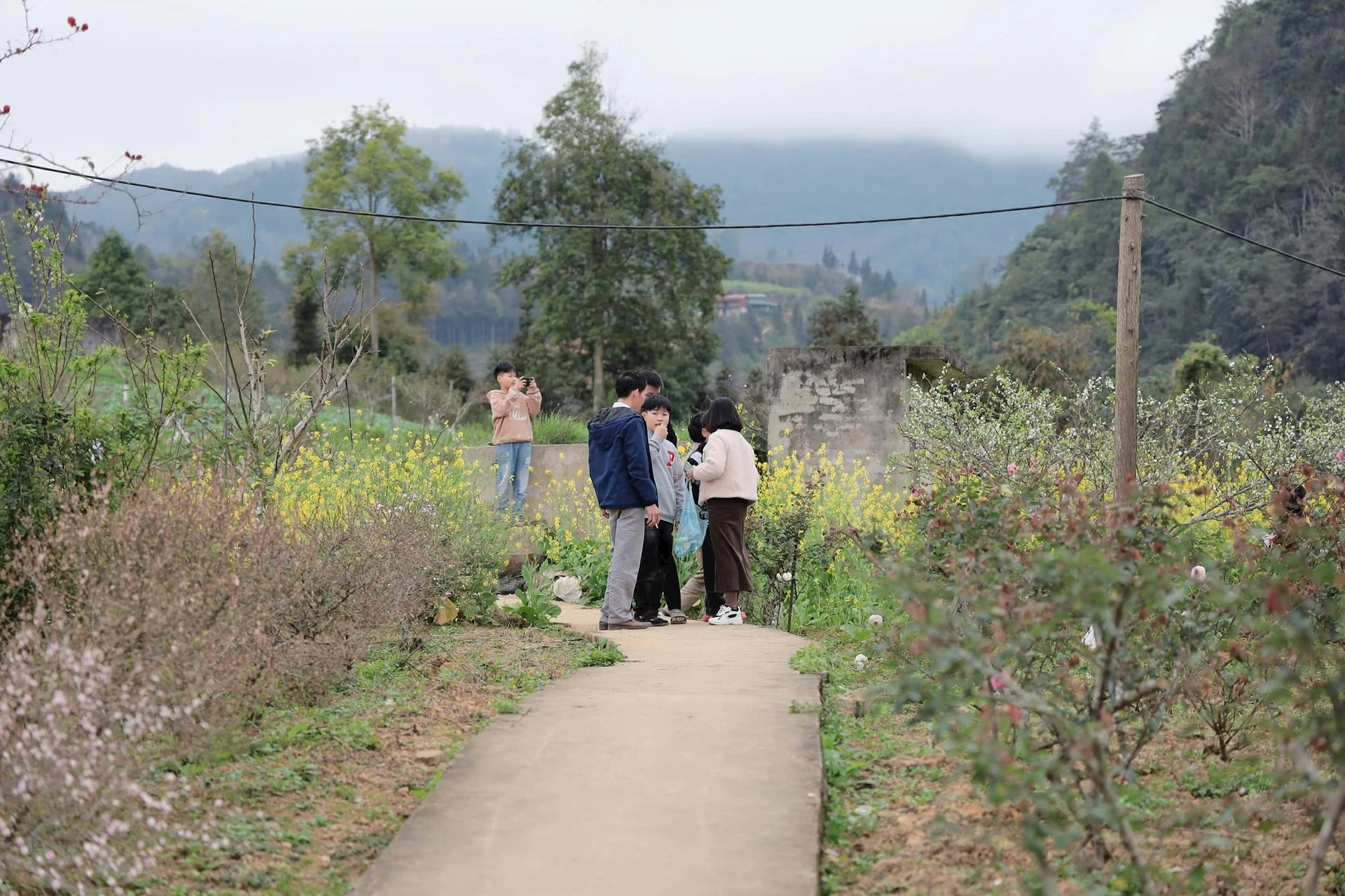 Xã Bắc Hà, những ngày đầu xuân mới Bính Ngọ 2026 rực rỡ sắc hoa, đặc biệt là màu trắng tinh khôi của hoa mận, hoa lê, sắc vàng hoa cải.