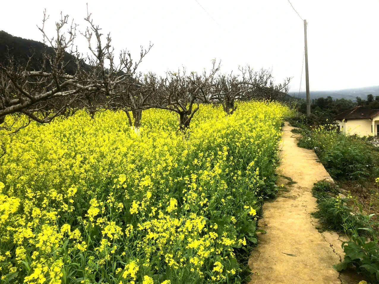 Trung tâm bảo tồn rau và hoa Bắc Hà trồng đủ các loài hoa của vùng Tây Bắc, đua nhau nở rộ.