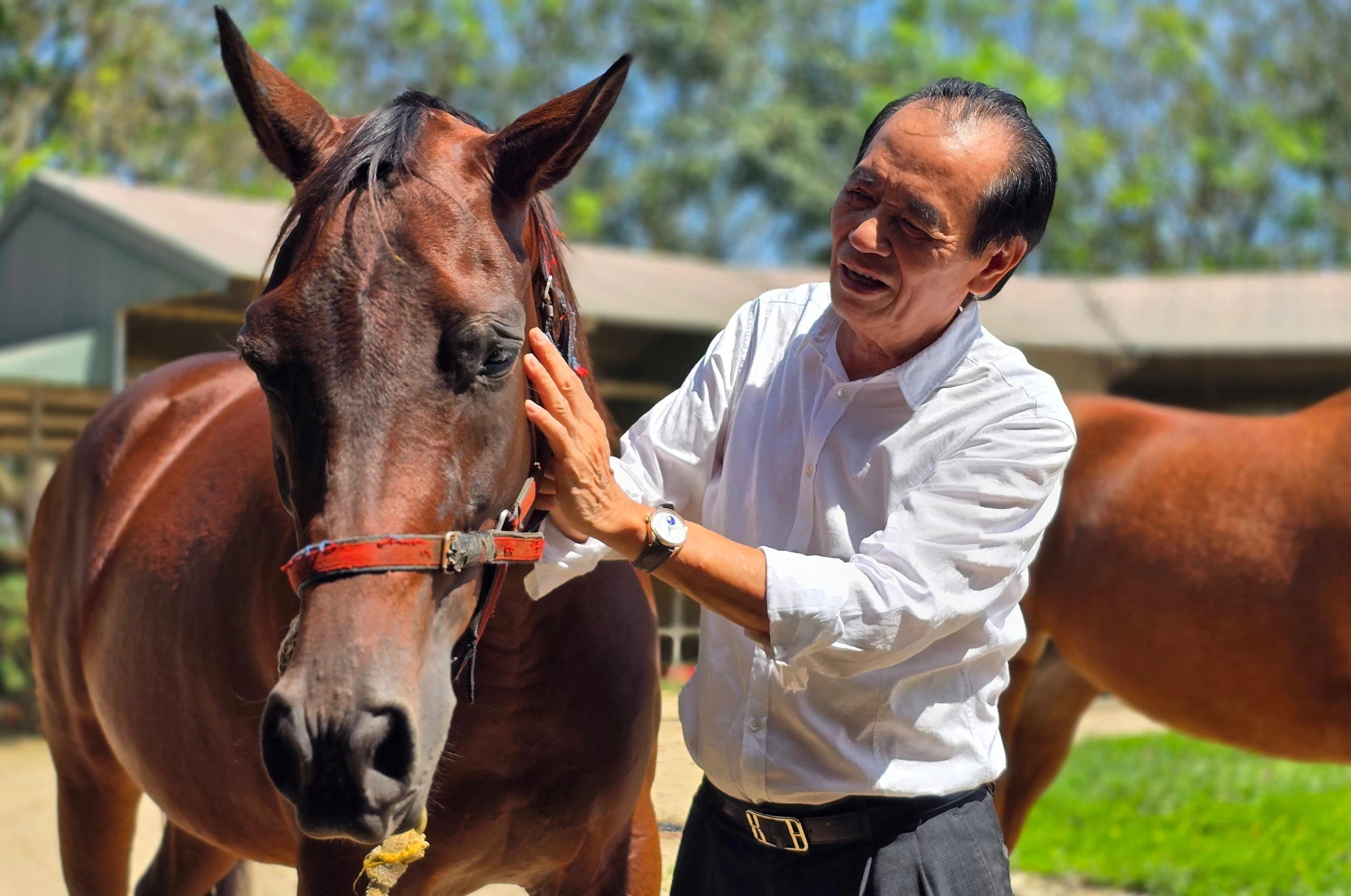 Theo ông Nguyễn Ngọc Mỹ, Chủ tịch kiêm Tổng Giám đốc Công ty CP Đua ngựa Thiên Mã – Madagui, hiện cả nước có gần 30 câu lạc bộ ngựa thể thao hoạt động. Tuy nhiên, đến nay Việt Nam vẫn chưa có Liên đoàn Ngựa thể thao để quản lý và phát triển bộ môn này một cách bài bản.