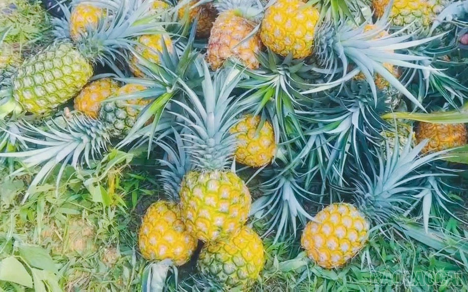 Giống Dứa MD2 cho năng suất cao và chất lượng tốt.