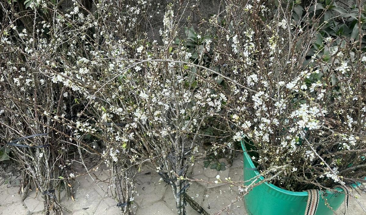 Hoa mận trắng tinh khôi phủ kín khu bán hoa cây cảnh.