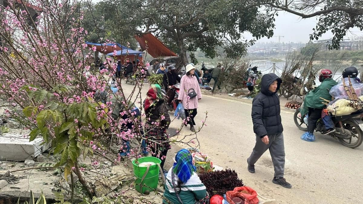 Những cành đào rừng Bắc Hà bà con mang xuống chợ báo hiệu mùa xuân về vùng cao.