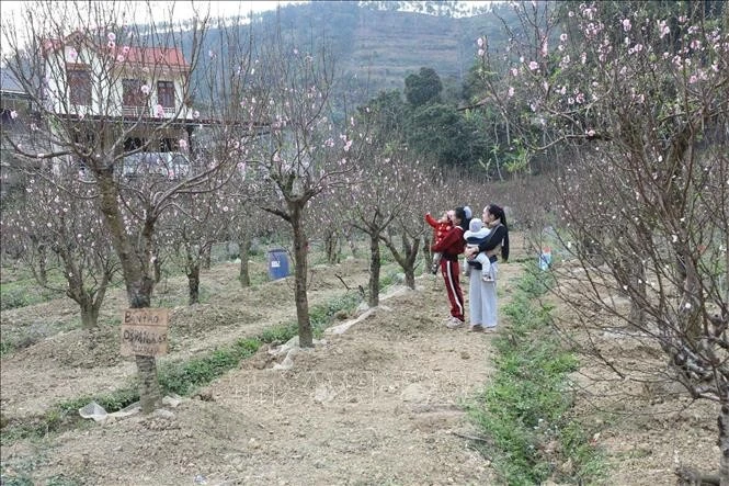 Ảnh minh họa: Anh Tuấn/TTXVN