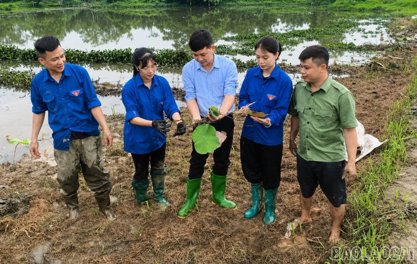 Anh Huân cùng lãnh đạo xã Việt Hồng và đoàn viên, thanh niên giúp người dân đưa giống sen mới vào trồng thử nghiệm.