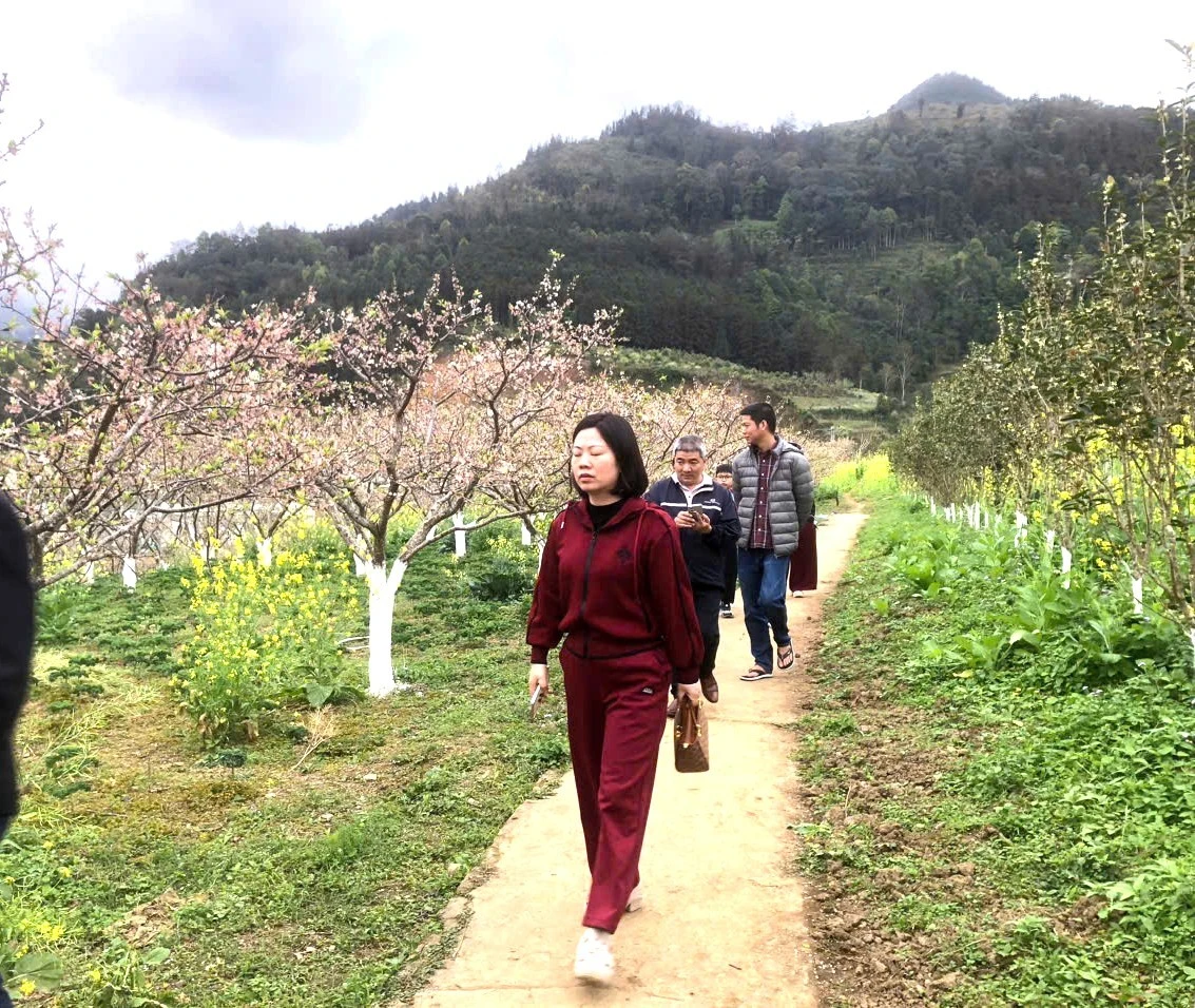 Cảnh sắc Bắc Hà rực rỡ với mùa hoa anh đào, mận trắng, cải vàng…