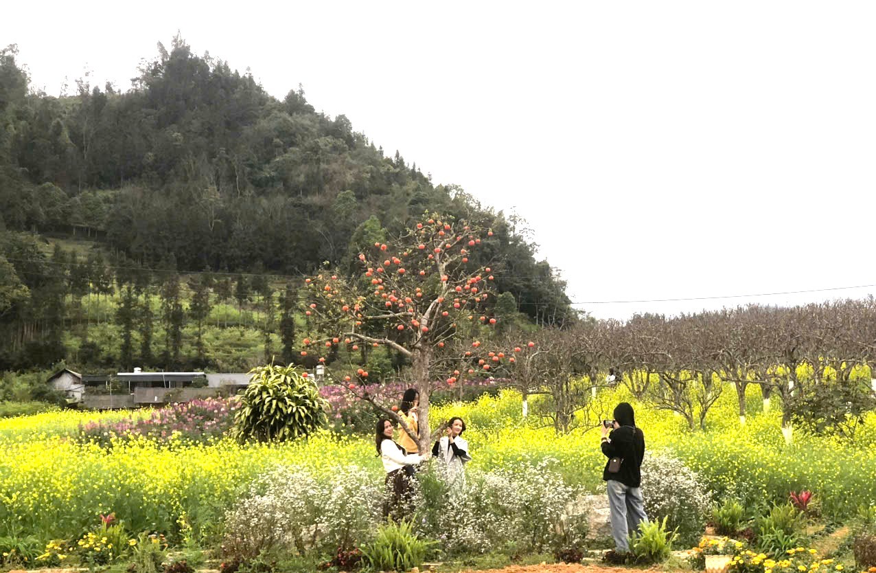 Du khách check-in vườn hoa cải vàng trồng xen trong những gốc lê, gốc hồng cổ thụ.