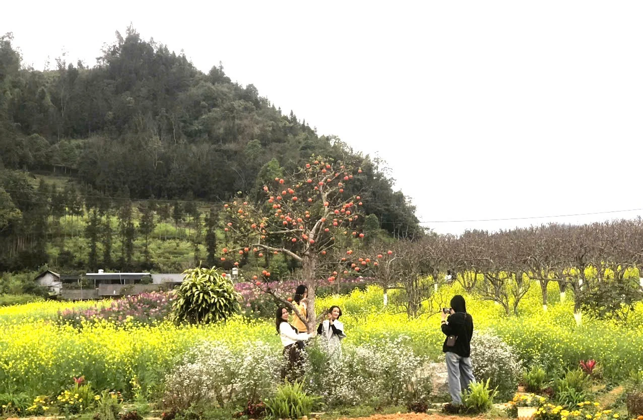 Du khách check-in vườn hoa cải vàng trồng xen trong những gốc lê, gốc hồng cổ thụ.