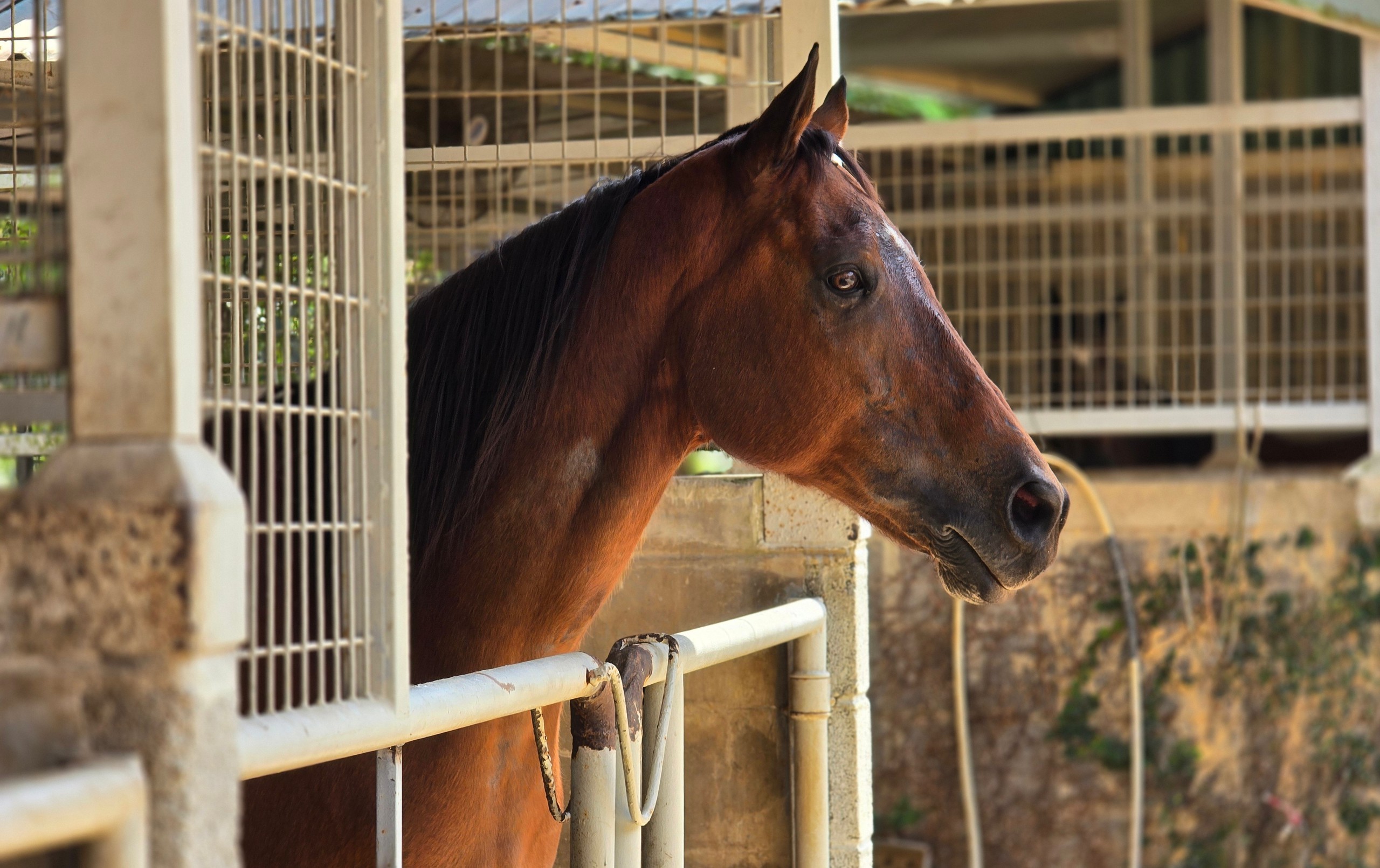 Mặc dù cưỡi ngựa thể thao đã được đưa vào thi đấu tại SEA Games, Việt Nam vẫn chưa có đội tuyển chính thức tham gia nội dung này, cũng như các giải đua ngựa quốc tế.