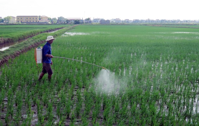 Nông dân xã Xuân Giang (Ninh Bình) phun thuốc trừ sâu cho lúa.