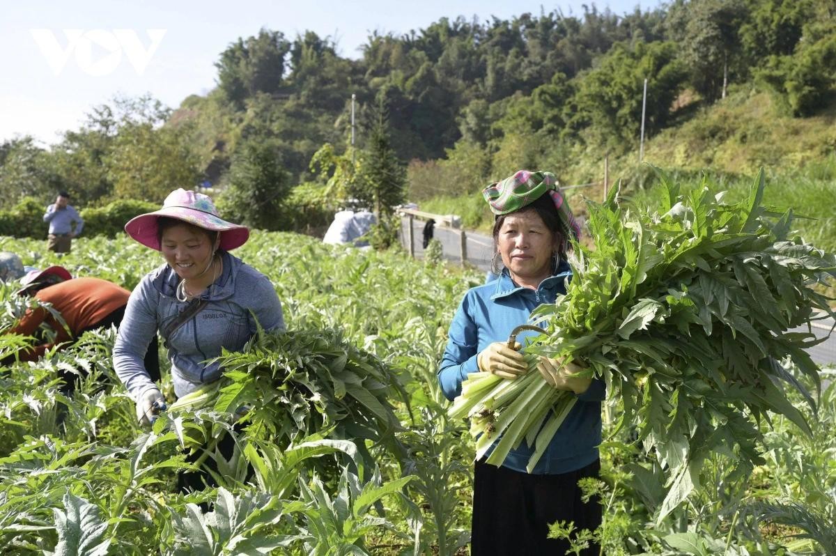 Nông dân Sa Pa thu hái Actiso.
