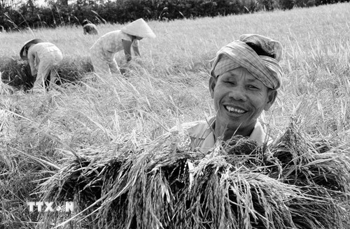 Niềm vui được mùa của người nông dân Việt Nam sau khi đất nước bước vào thời kỳ Đổi mới.