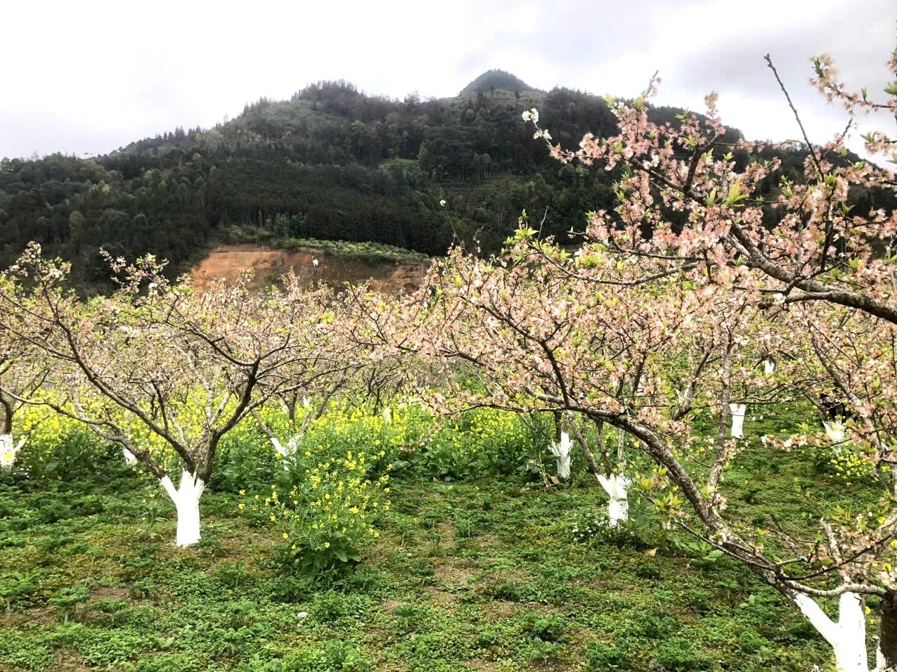 Trung tâm bảo tồn rau và hoa Bắc Hà cũng là nơi nhân giống và phân phối đa dạng giống hoa đẹp, đa sắc màu đi cả nước.