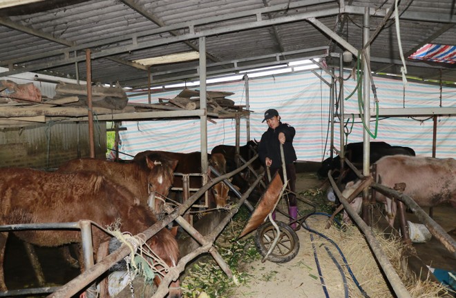 Người dân xã Quy Mông, Lào Cai chăn nuôi gia súc.