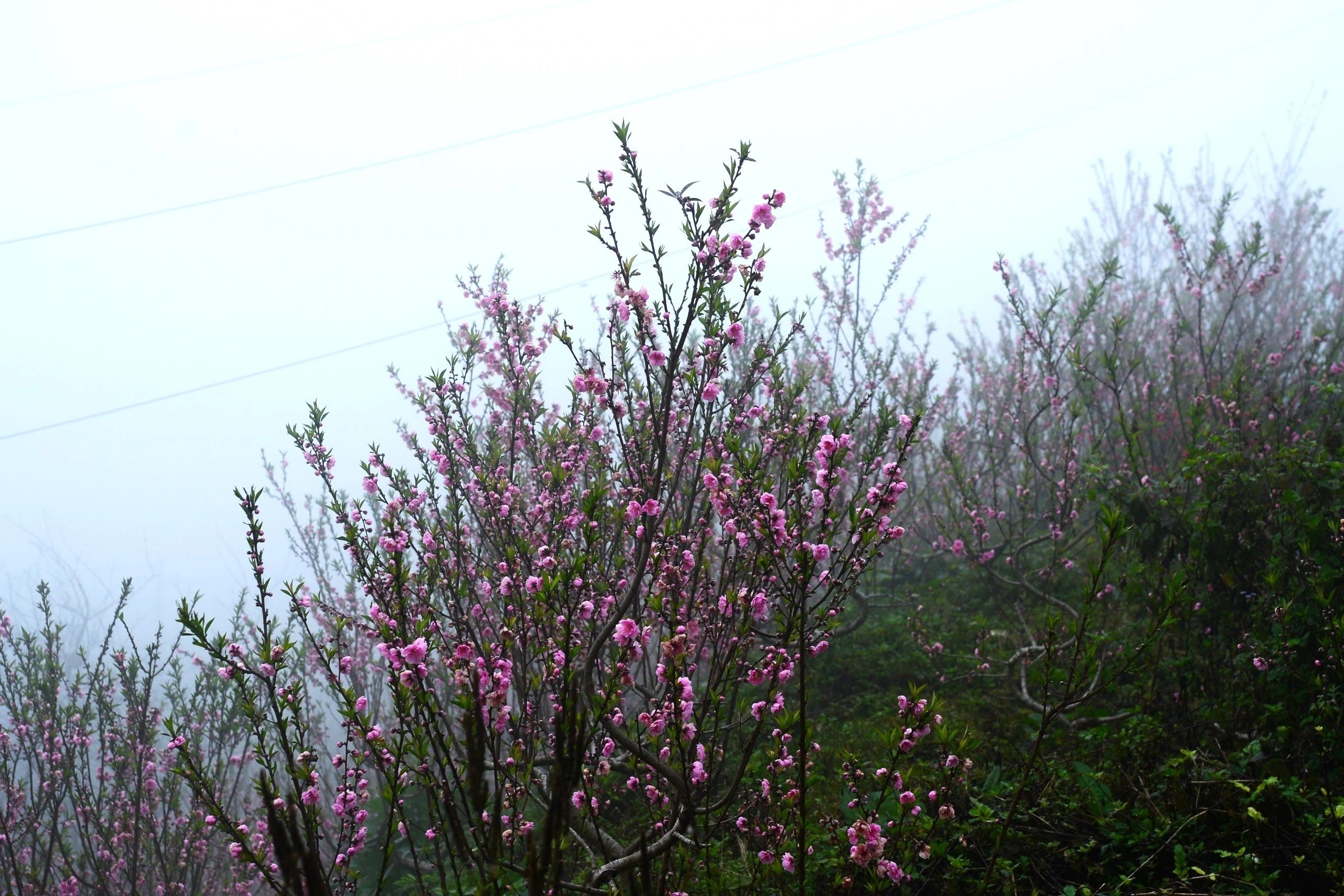 Giá đào dao động từ vài trăm nghìn đến vài triệu đồng mỗi cành; những cành đẹp, rêu phong, nhiều nụ có thể lên tới 5 - 7 triệu đồng.